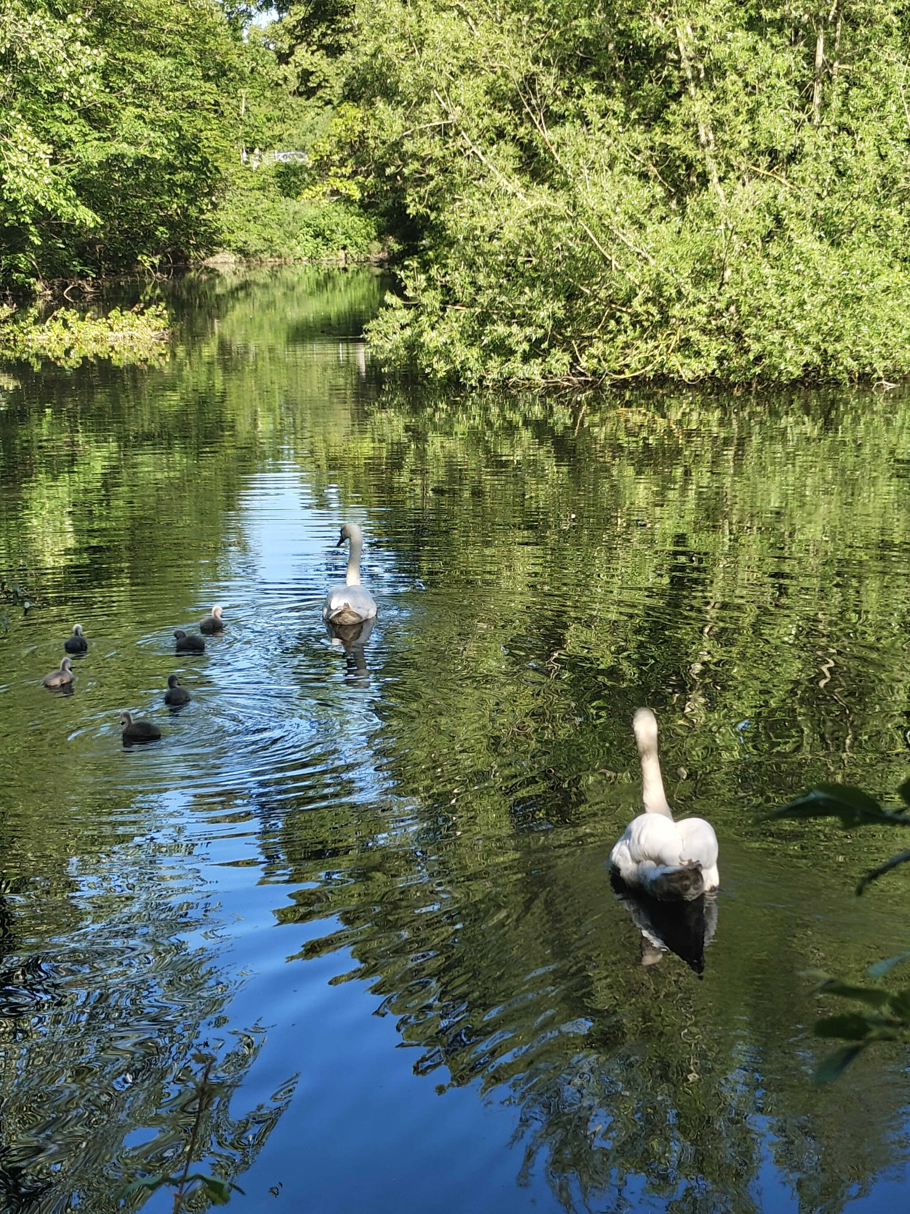 A family of mute swans