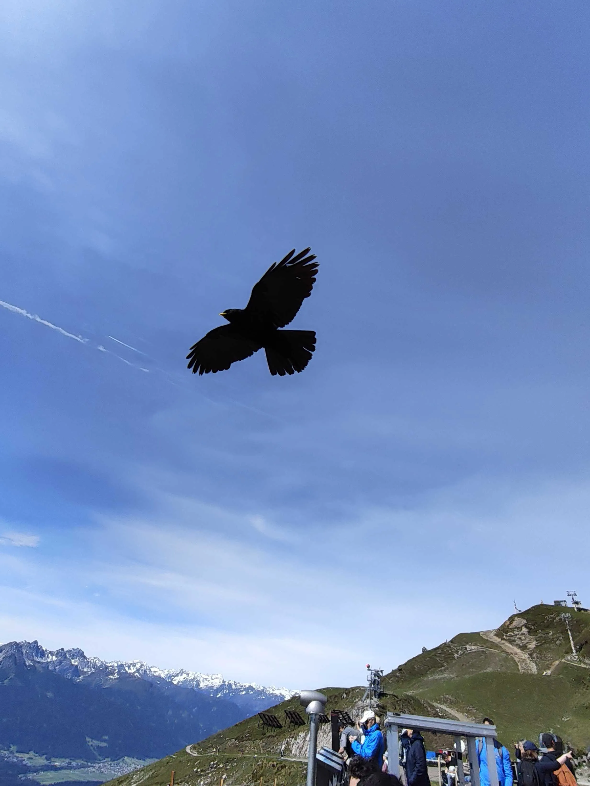 The friendly bird soaring in the sky