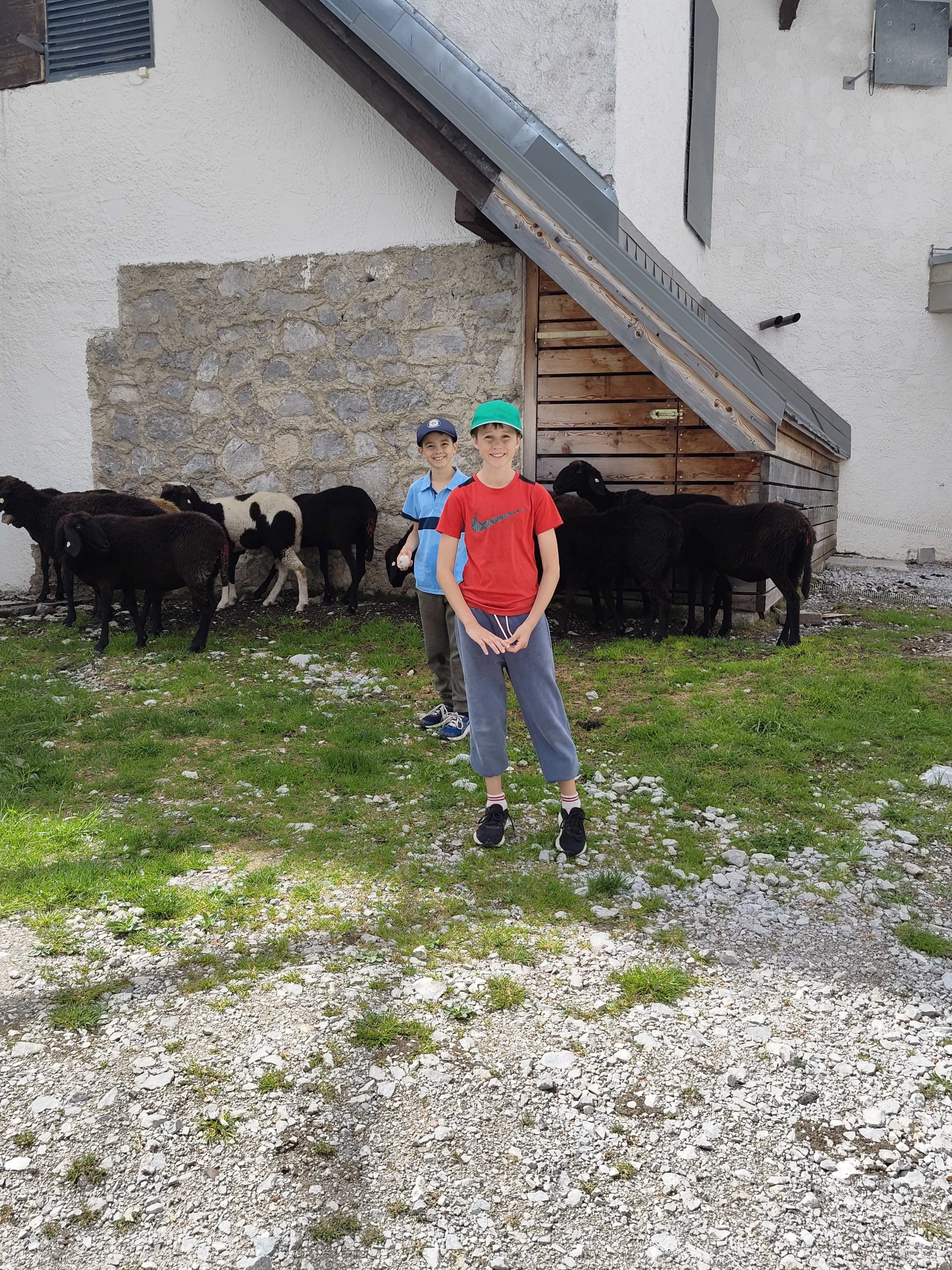 Jake and Miles hanging out with the sheep