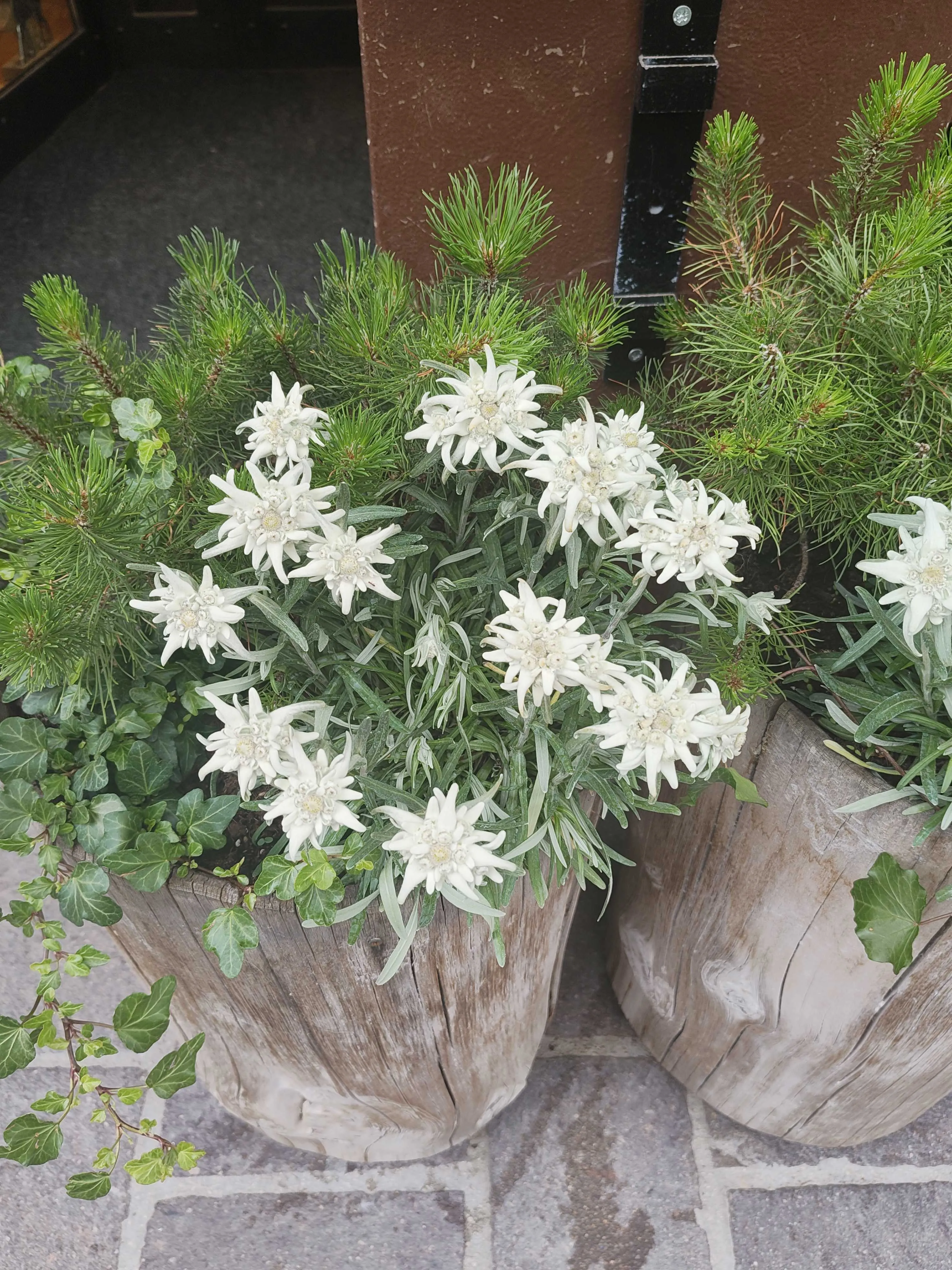 Edelweiss